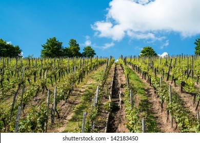 Vineyard In Uhlbach Near Stuttgart, Southern Germany With Trees, Great Blue Sky And Clouds With Room For Your Copytext