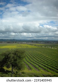 Vineyard under a cloudy sky                    