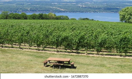 Vineyard View At Finger Lakes, NY                  