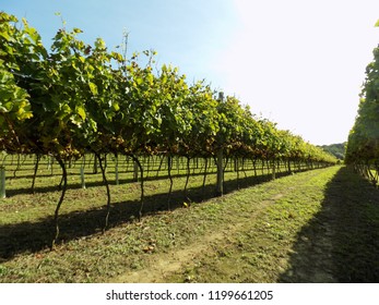 Vineyard View With Hanging Grapes In Kent Uk