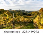 Vineyard in the Wachau, Lower Austria, Austria