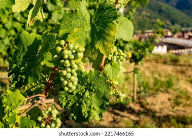 Vineyard In Wachau Valley. Krems Region. Lower Austria