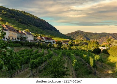 Vineyard In Wachau Valley. Krems Region. Lower Austria