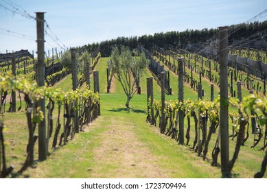 Vineyard In Waiheke Island, New Zealand