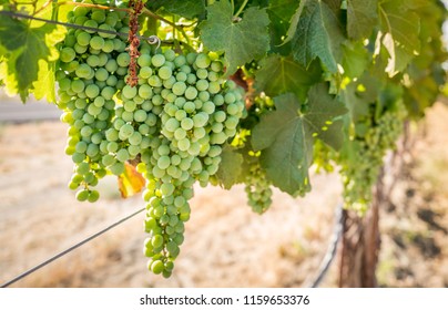 Vineyard In Washington State