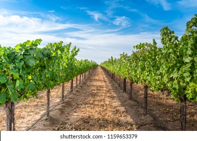 Vineyard In Washington State