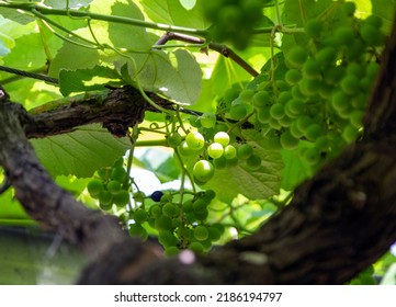 Vineyard With White Grapes In A Chiaroscuro.