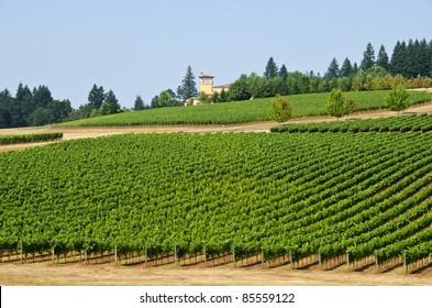 Vineyard In Willamette Valley Oregon