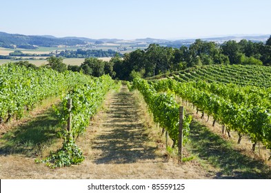 Vineyard In Willamette Valley Oregon