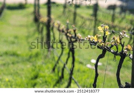 Similar – Old vines Environment