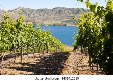 Vineyard And Winery In Washington Chelan