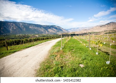 Vineyard And Winery In Washington Chelan