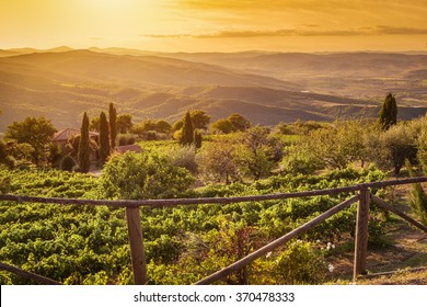 Vineyard wonderful landscape in Tuscany, Italy. Wine farm at sunset