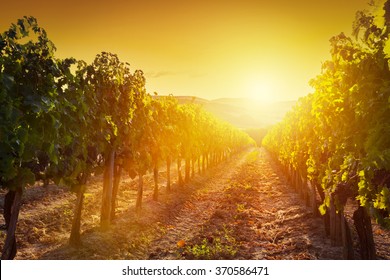 Vineyard wonderful landscape in Tuscany, Italy. Wine farm at sunset
