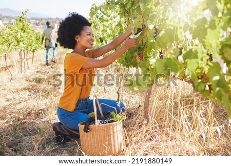 Vineyard worker with grape shears pruning and cutting crops on sustainability farm, fruit field and orchard for agriculture, wine and alcohol production. Woman with organic harvest growing in nature