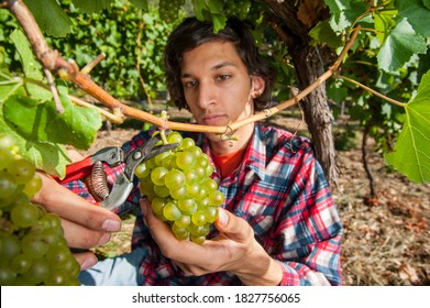 Vineyard worker picks Chardonnay grapes using secateurs at vineyard in Lenswood in the Adelaide Hills of South Australia