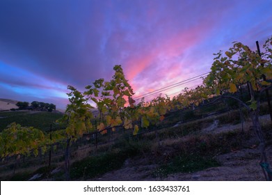 Vineyard In The Yakima Valley