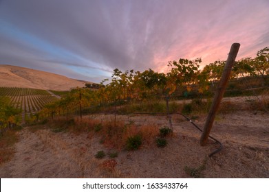 Vineyard In The Yakima Valley