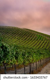 Vineyard In The Yakima Valley