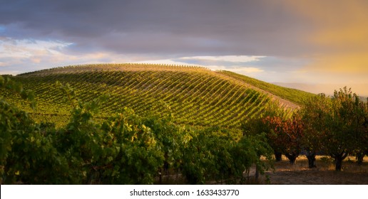 Vineyard In The Yakima Valley