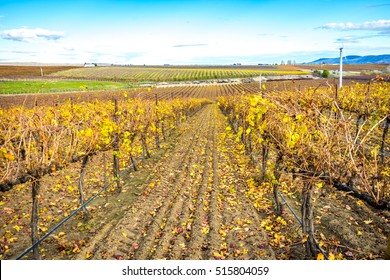Vineyard, Yakima Valley, Washington