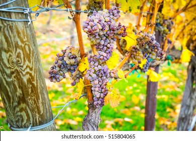 Vineyard, Yakima Valley, Washington