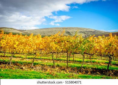 Vineyard, Yakima Valley, Washington