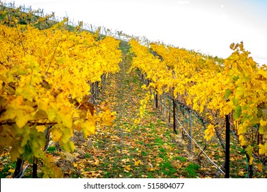 Vineyard, Yakima Valley, Washington