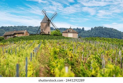 Vineyard or yard of vines and the eponymous windmill of famous french red wine at the background. Romanèche-Thorins, France.