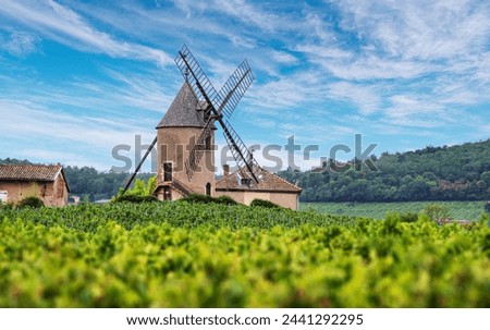 Vineyard or yard of vines and the eponymous windmill of famous french red wine at the background. Romanèche-Thorins, France.
