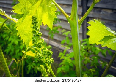 Vineyard with young buds of grapes. Green unripe grapes close up - Powered by Shutterstock