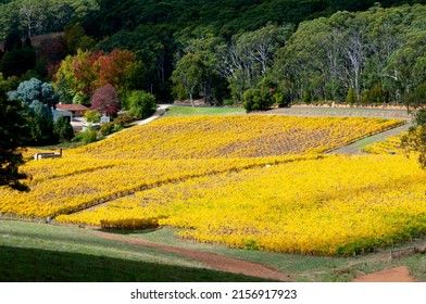 Vineyards In Adelaide Hills - South Australia