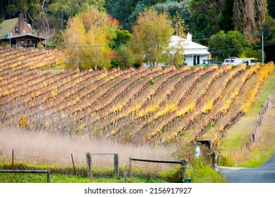 Vineyards In Adelaide Hills - South Australia