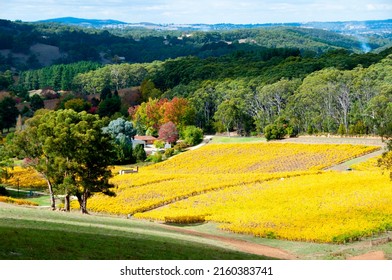 Vineyards In Adelaide Hills - South Australia