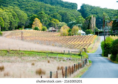 Vineyards In Adelaide Hills - South Australia