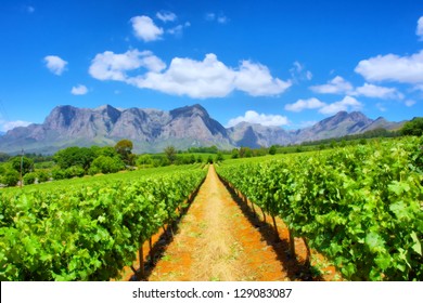 Vineyards against awesome mountains. Shot near Cape Town, Western Cape, South Africa - Shutterstock ID 129083087