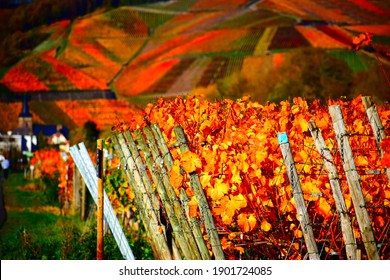 vineyards of the Ahr valley in autumn fire colors