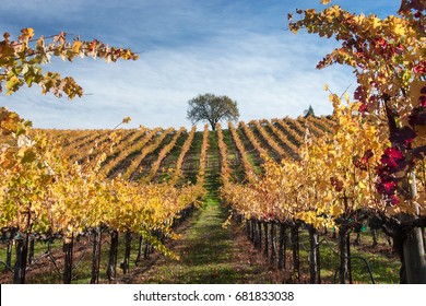 Vineyards Of Alexander Valley In Sonoma County