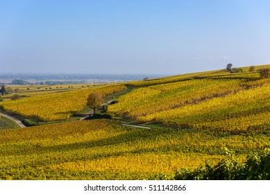 Vineyards of alsace - close to small village Hunawihr, France - Shutterstock ID 511142866