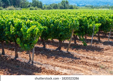Vineyards of AOC Luberon mountains near Apt with old grapes trunks growing on red clay soil, Vaucluse, Provence, France. Red or rose wine grape ready to harvest.