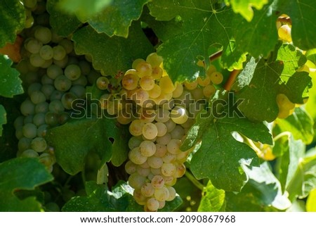 Vineyards of AOC Luberon mountains near Apt with old grapes trunks growing on red clay soil, white wine grape, Vaucluse, Provence, France Foto stock © 