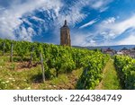 Vineyards with Arbois church, Department Jura, Franche-Comte, France