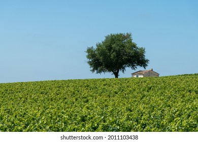 Vineyards Of The Médoc Area, In Gironde, France