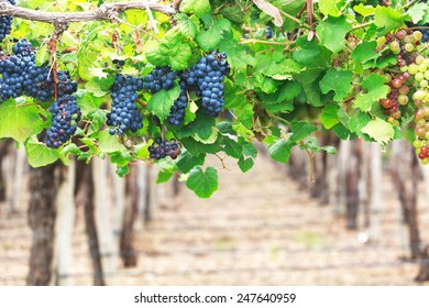Vineyards, Argentina