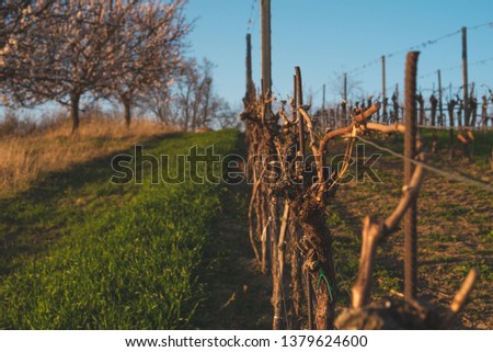 Similar – Old vines Environment