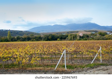 Vineyards In Autumn In Crimea