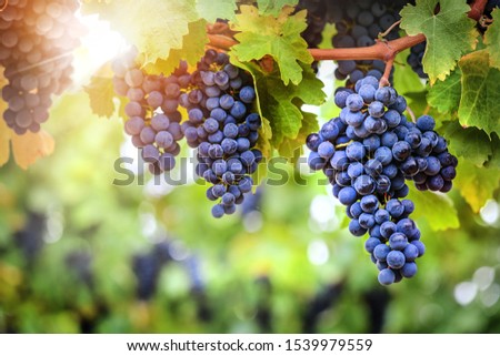 Vineyards autumn harvest. Fresh blue grapes bunch in sunset.