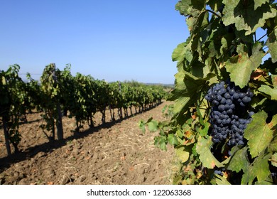 Vineyards in autumn harvest. Ripe grapes.