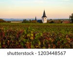 vineyards in autumn, rheinhessen, germany