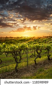 Vineyards In The Barossa Valley Australia